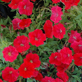 Петуния каскадная Пикобелла Каскад Ред