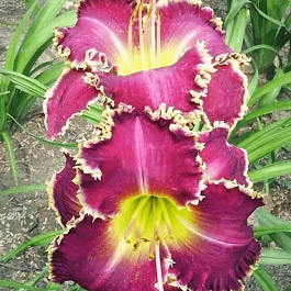 Лилейник Tooth