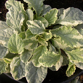 Живучка ползучая Вариегата