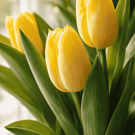 Тюльпан ранний Sunny Prince