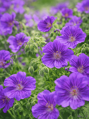 Герань гибридная Blue Blood