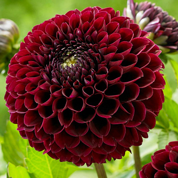 Георгина Декоративная Джоуи Мирелла