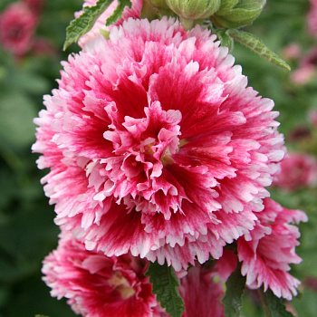 Мальва розовая Фиеста Тайм