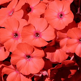 Флокс метельчатый Younique Orange