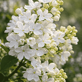 Сирень обыкновенная Дорога жизни