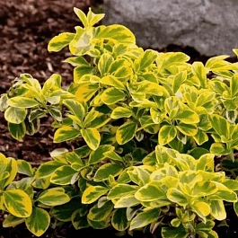 Бересклет Форчуна Emerald'n Gold