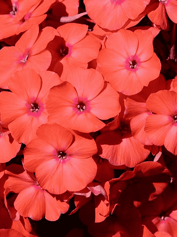 Флокс метельчатый Younique Orange