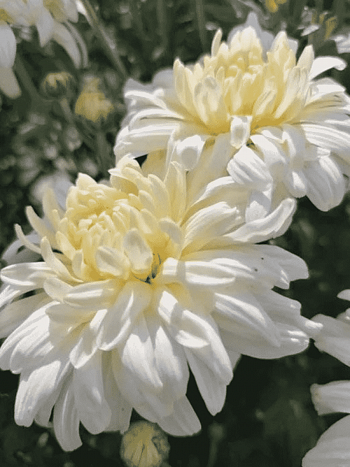 Хризантема корейская Белая Ночь