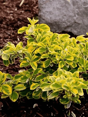 Бересклет Форчуна Emerald'n Gold