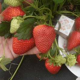 Земляника садовая Сирия