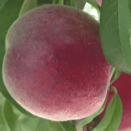 Персик Роял Маджестик