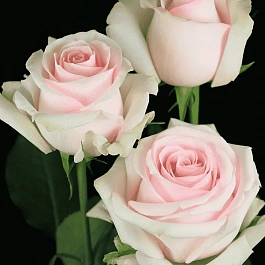 Роза чайно-гибридная Lorein