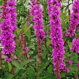 Дербенник иволистный The Beacon