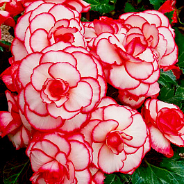Бегония Клубневая Picotee White Red