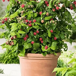 Малина карликовая Groovy