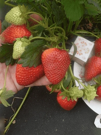 Земляника садовая Сирия