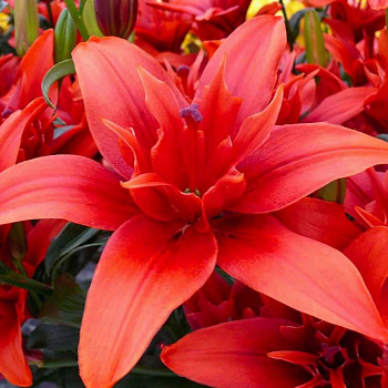 Лилия азиатская махровая Ред Твин