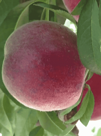 Персик Роял Маджестик