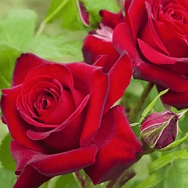 Роза Флорибунда Niccolo Paganini