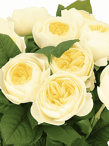 Роза Флорибунда Nona