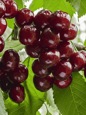 Дюк (Черевишня) Ночка