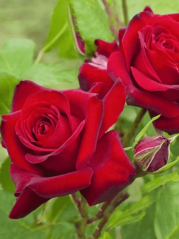 Роза Флорибунда Niccolo Paganini