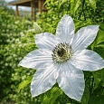Клематис гибридный Matka Urszula Ledóchowska