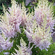 Астильба китайская Milk and Honey