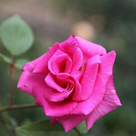 Роза плетистая Зефирин Друэн