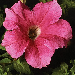 Петуния грандифлора Суперкаскад Пинк