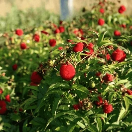 Малина соблазнительная