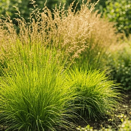 Молиния голубая Heidezwerg