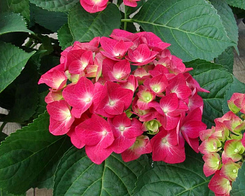 Гортензия крупнолистовая Дорис
