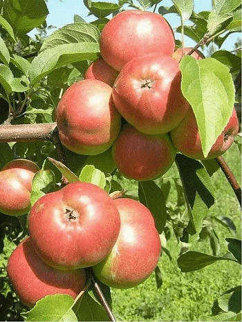 Яблоня Белорусское Сладкое