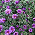 Астра новоанглийская Purple Dome