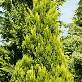 Кипарисовик Лавсона Erecta Aurea