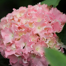 Гортензия крупнолистовая Спайк