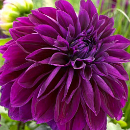 Георгина декоративная Томас Эдисон