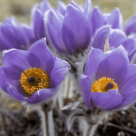 Прострел весенний