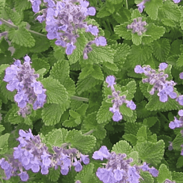 Котовник Фассена Little Tich