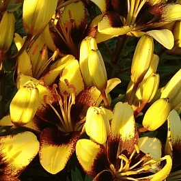 Лилия Bumblebee