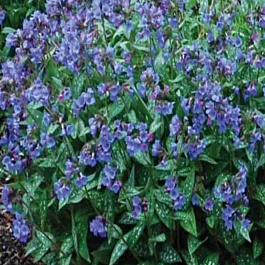 Медуница  E.B. Anderson