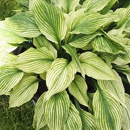 Хоста Silver Feather