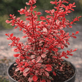 Барбарис Тунберга Flamingo