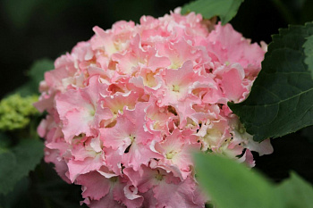 Гортензия крупнолистовая Спайк