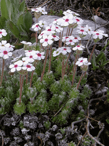 Проломник мохнатый