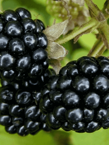 Ежевика садовая Витачи