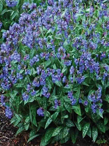 Медуница  E.B. Anderson