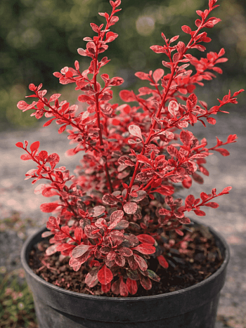 Барбарис Тунберга Flamingo