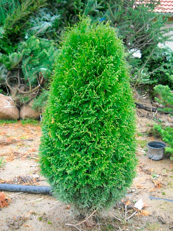 Туя западная Green Egg